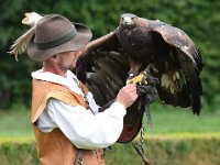 Steinadler 093
